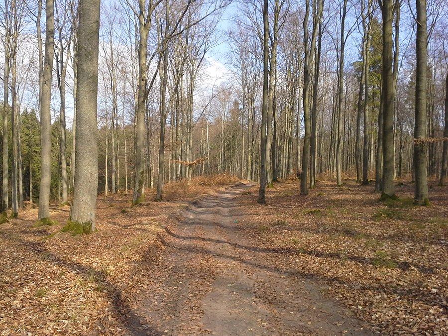 Leśną drogą w stronę domu