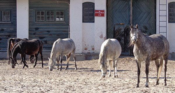 Konie arabskie w stadninie koni w Janowie Podlaskim