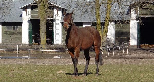 Koń Arabski. Stadnina Koni Janów Podlaski