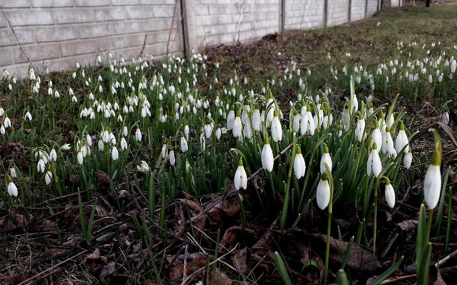 Przebiśniegi w Cisewie