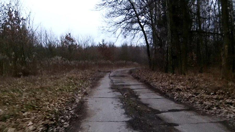 Leśna płytówka