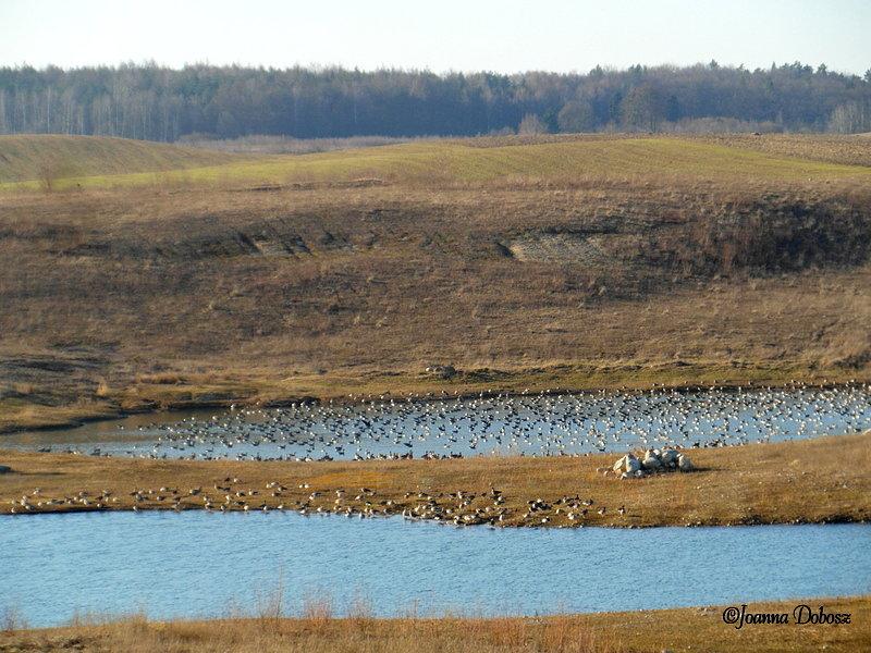 Stado dzikich gęsi - żwirownia Mirowo