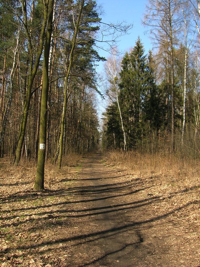 Leśno Rajza