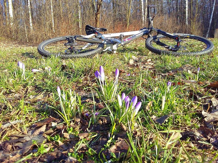 Krokusy w Lasku Aniołowskim I