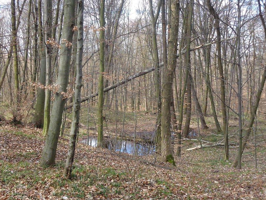 Leśny klimat