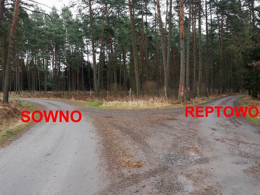 Leśna krzyżówka