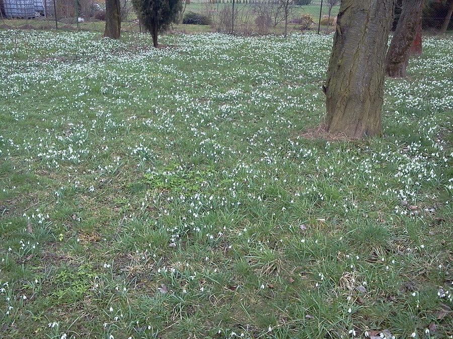 Przebiśniegi