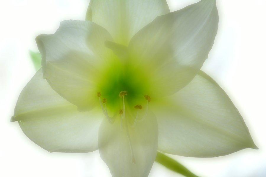 Kwiat hippeastrum