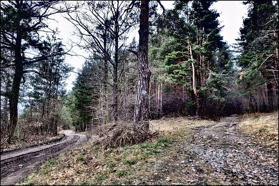 Gdzieś w Suliwoods