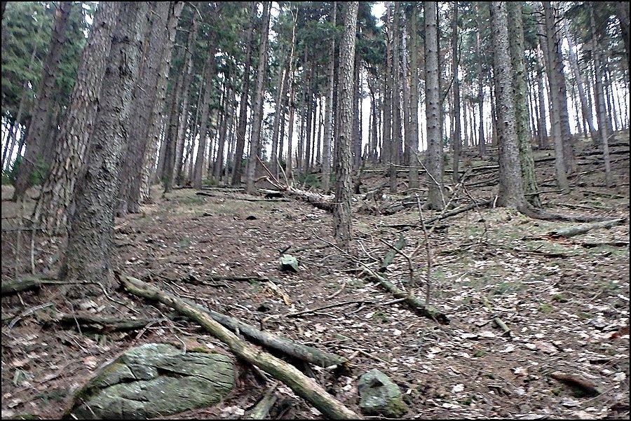 Wypych