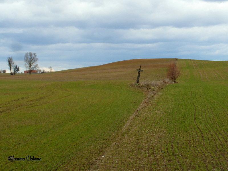 Krzyż w polu