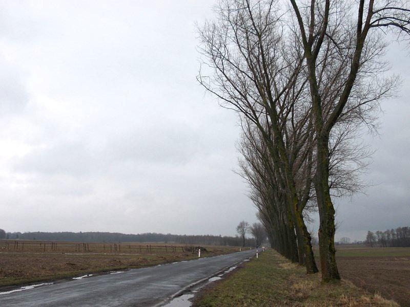 Jeszcze kilka drzew ocalało