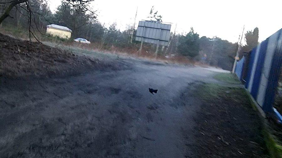 Uciekający spod kół ptak prawdopodobnie Kos