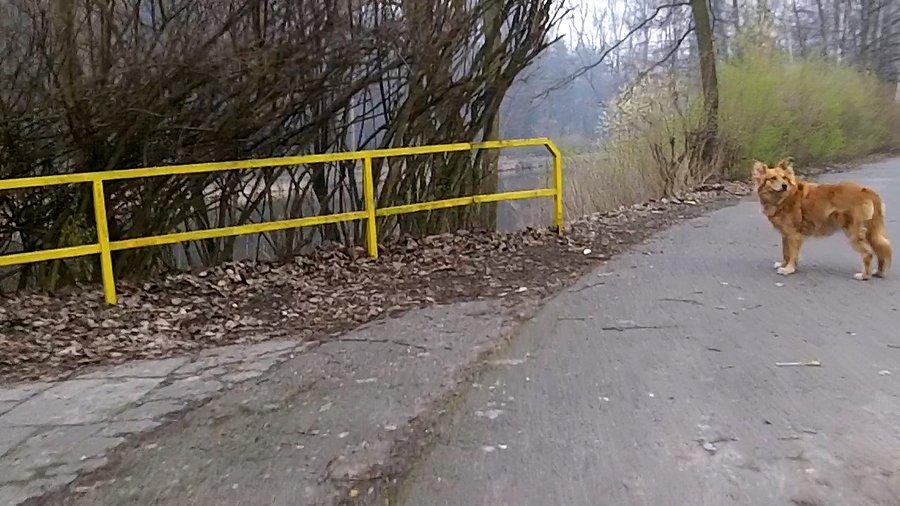 Jakiś Lessi stoi na drodze