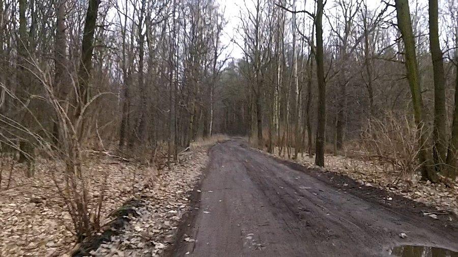 Gdzieś za Kończycami w lesie