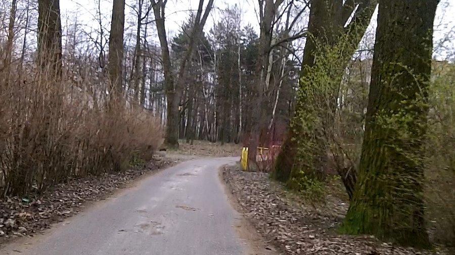 Krzaki się powoli zielenią