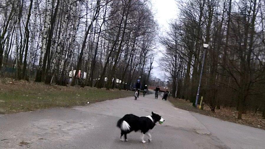 Kolejny pies samobójca... - od 2 dni mam coś pecha do czworonogów