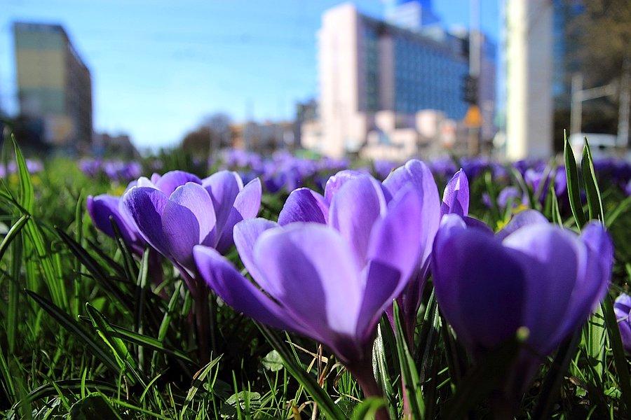 Szczecińskie krokusy. Plac Rodła