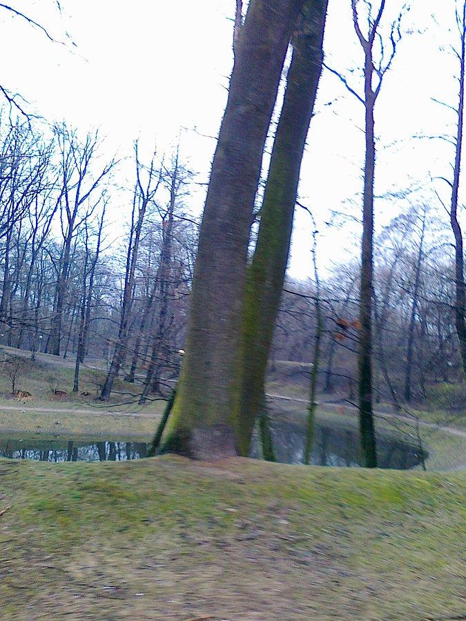 W parku