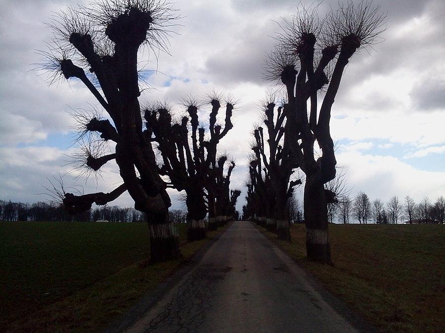 Aleja z drzewami
