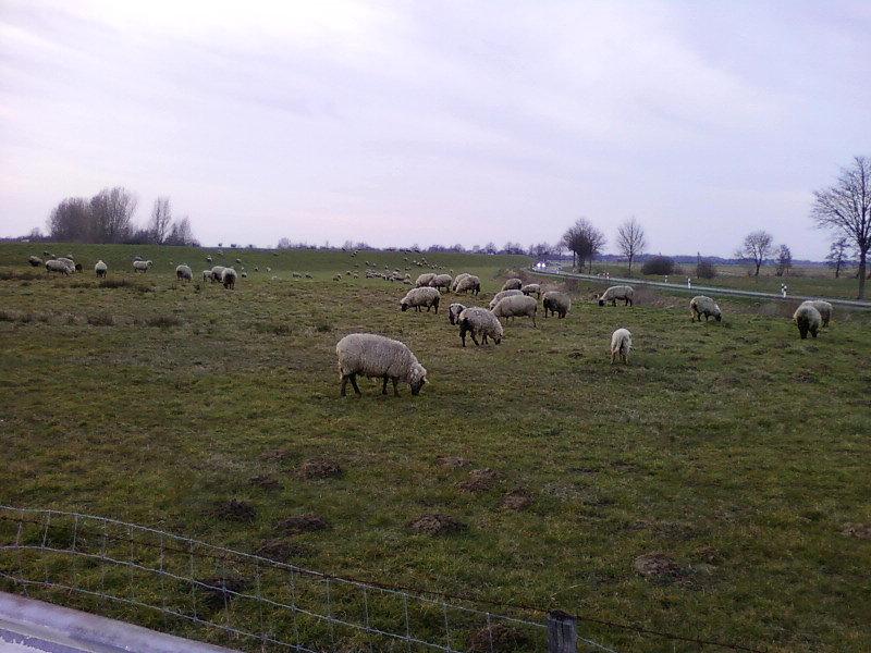 Wypas owiec