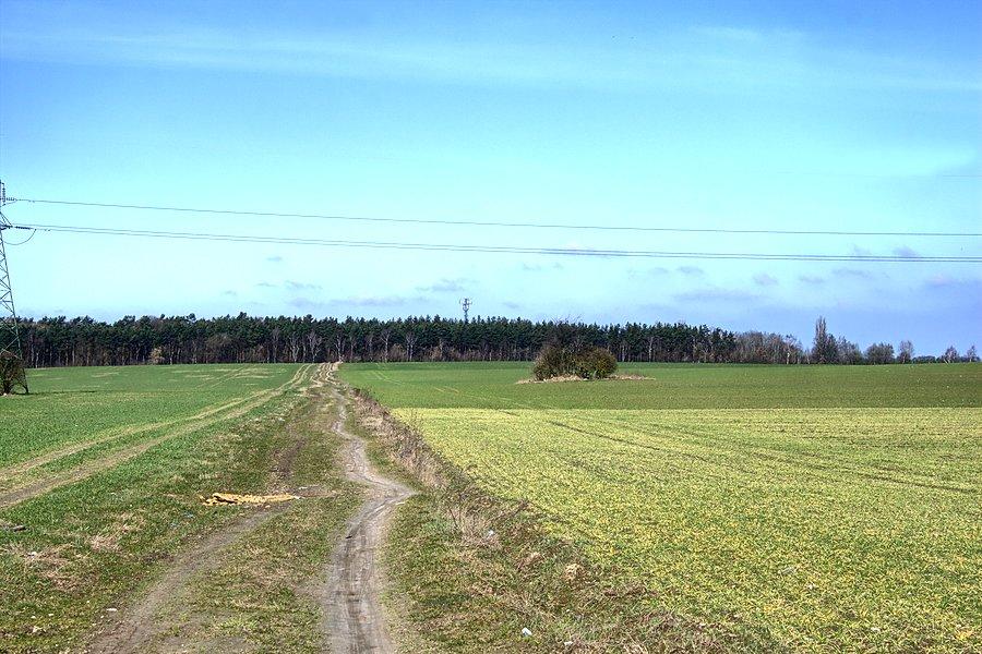 Ścieżką do Grzędzic