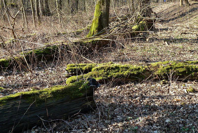 Kłoda