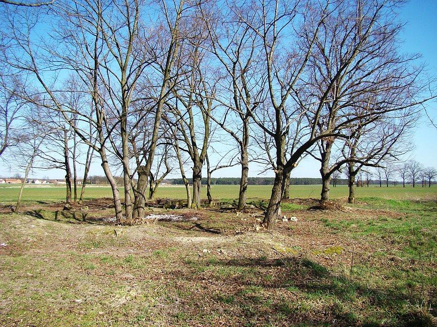 Stary ewangelicki cmentarz przy drodze Borek-Wojszyn