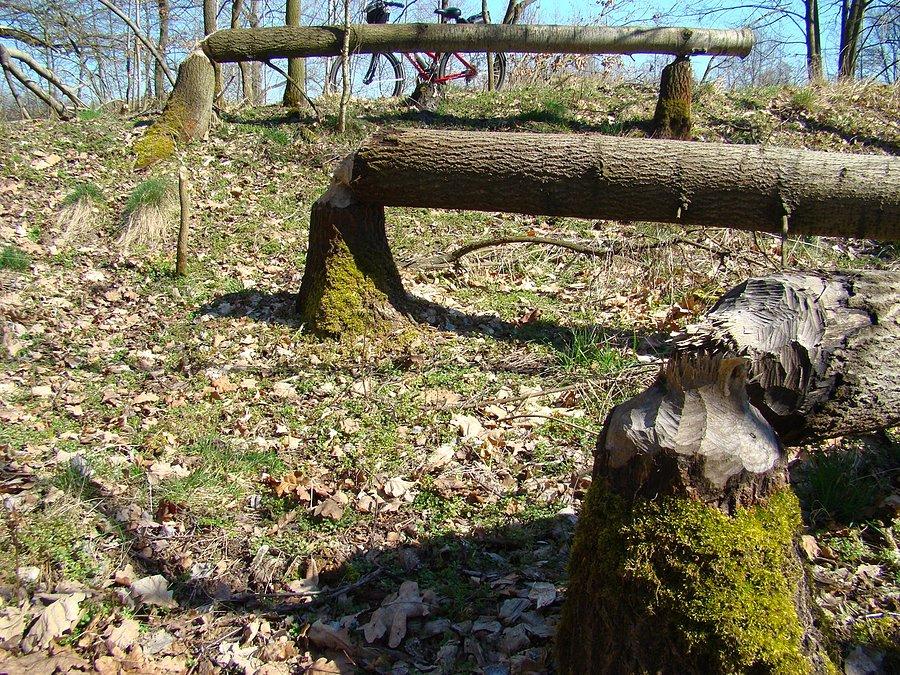 Bobrowa działalność II