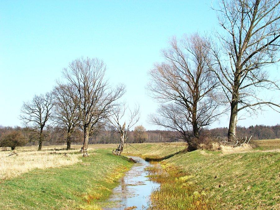 Przedwiosenny pejzaż (między Borkowem a Wojszynem)