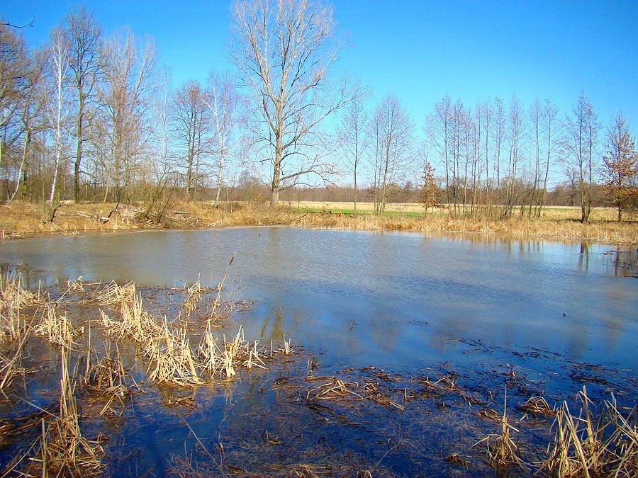 Bobrowy staw w lesie niedaleko Droglowic