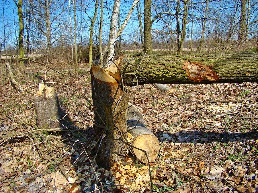 Bobrowa działalność IV