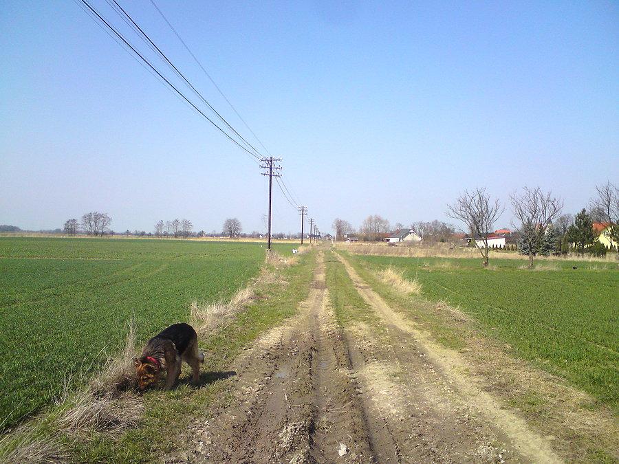 Z Dianą
