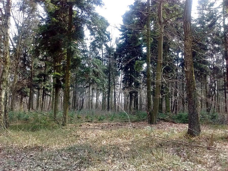 Przejażdżka do Lasu Krogulec w Zgierzu