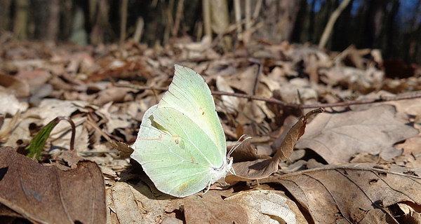 Latolistek cytrynek (Gonepteryx rhamni) to jeden z pierwszych zwiastunów wiosny