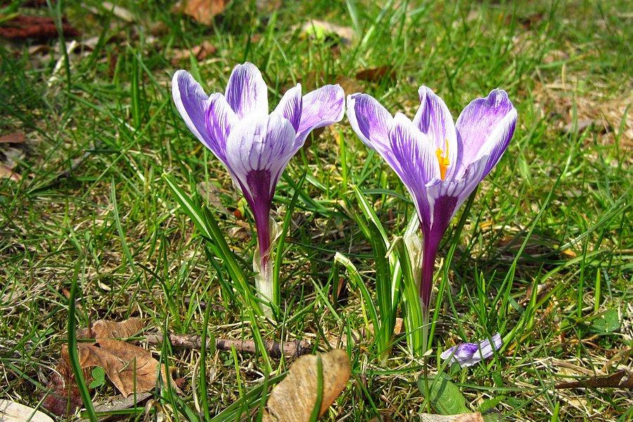 Krokusy