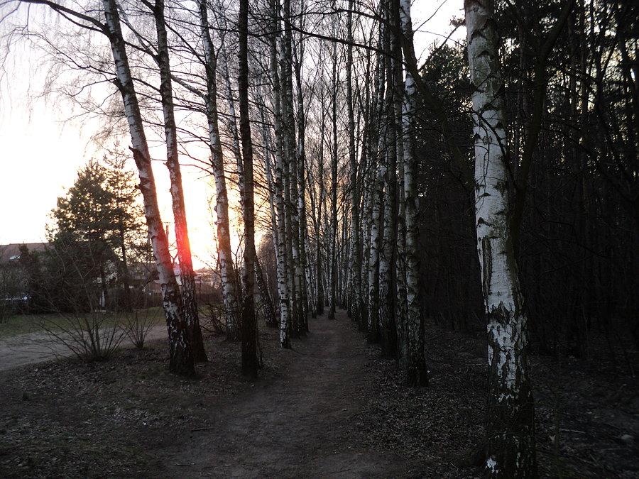 Brzozowa droga. Pierwszy raz w tym roku tu jestem