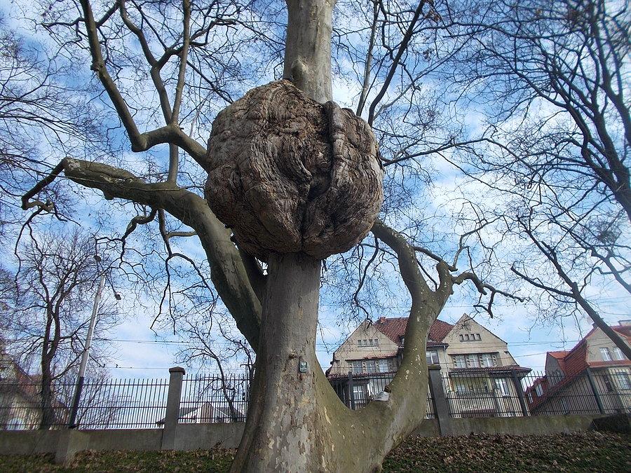 Toruńskie drzewo