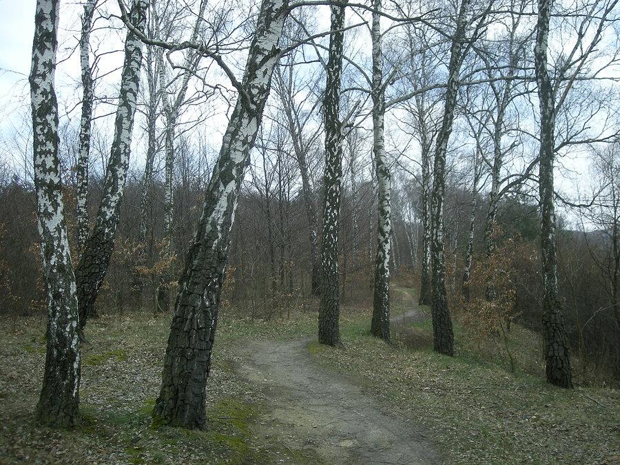 Leśna ścieżka