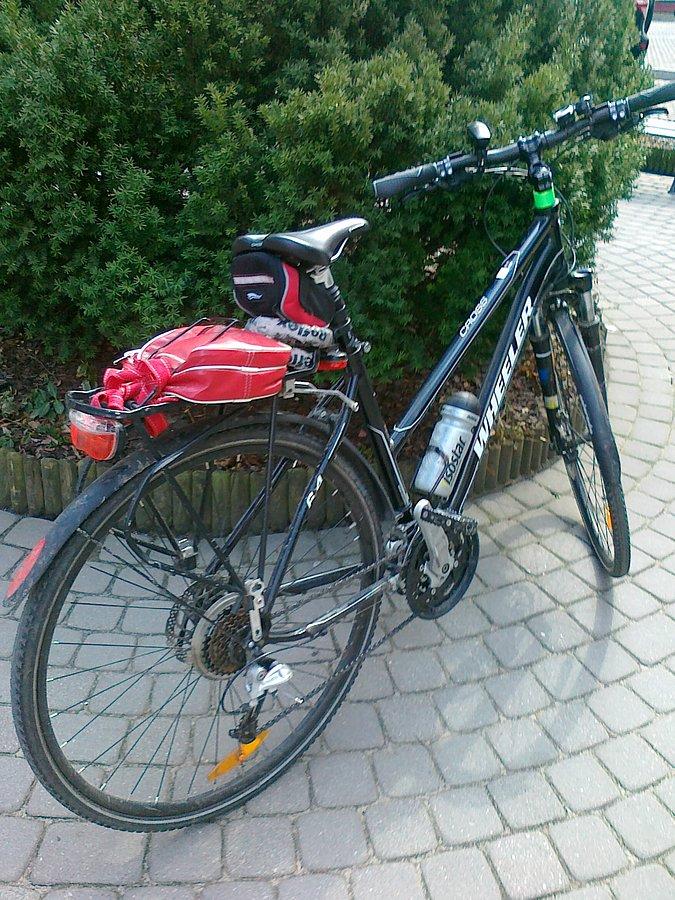 Czarnula jak zwykle parkuje pod krzaczkiem