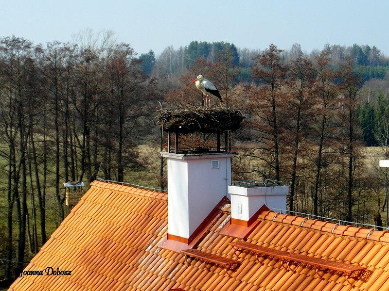 Bociania wieś Żywkowo