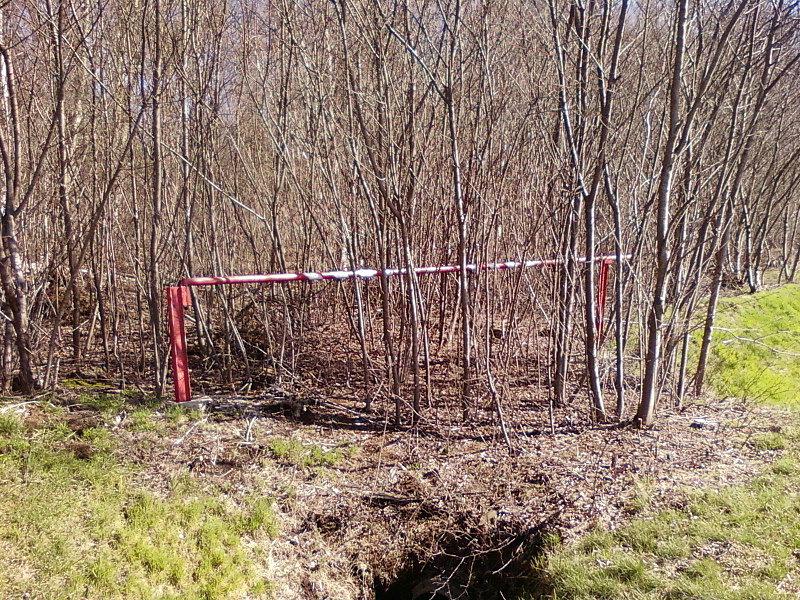 Szlaban w lesie