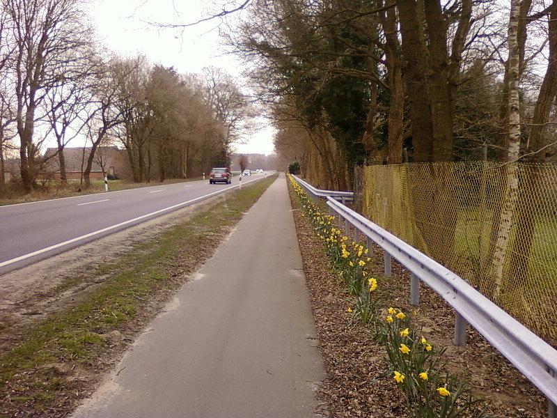 Kwiaty przy drodze rowerowej