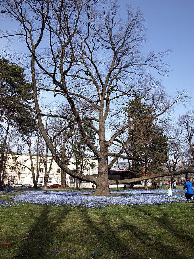 Park im. ks. bp. Michała Klepacza