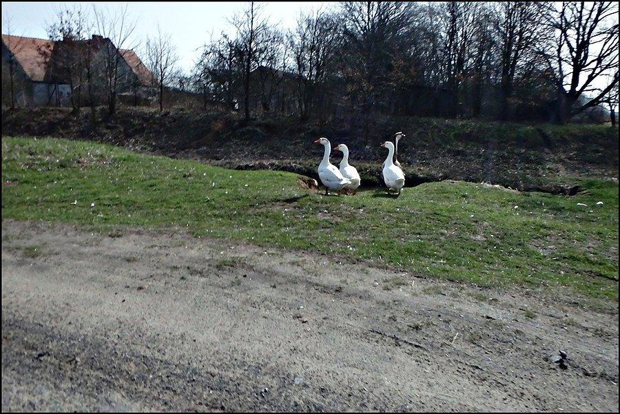 Gęsi po drodze