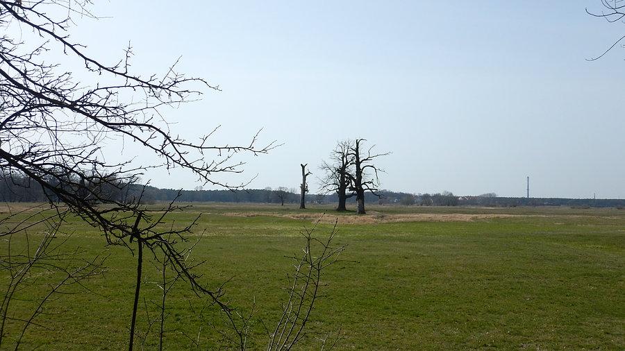 Stare dęby