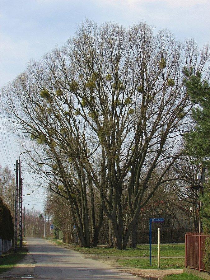 Skolimów Wieś - ul. Kołobrzeska