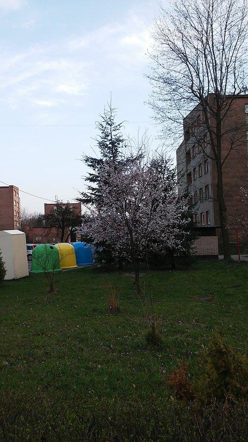 Obsypane kwiatami drzewka