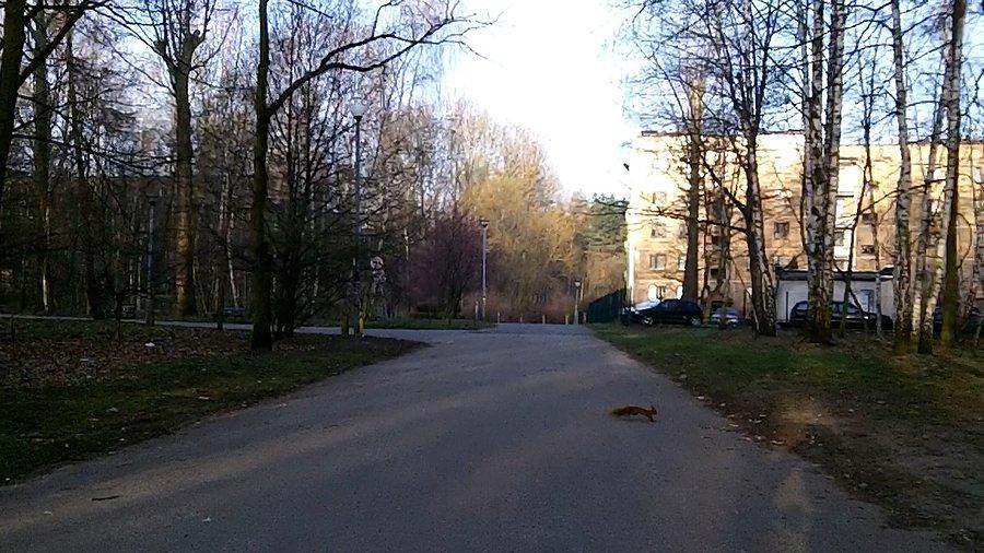 Wiewiórka przebiegła mi drogę