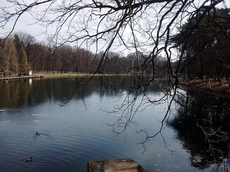 Staw na Arturówku